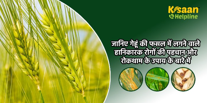 जानिए गेहूं की फसल में लगने वाले हानिकारक रोगों की पहचान और रोकथाम के उपाय के बारे में